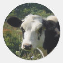 Search for heifer stickers Calf
