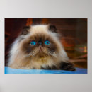 Search for himalayan cat posters Pet