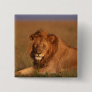 Search for mane badges Lion