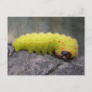 Search for larvae Worm