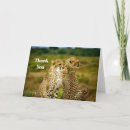 Search for cheetah cat cards Africa