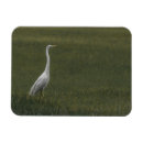 Search for alba magnets Bird