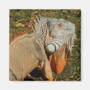 Search for iguana magnets Pet
