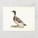 Search for wild duck postcards Anas platyrhynchos