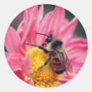 Search for bee on daisy stickers Insect