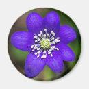 Search for bright coloured magnets Flower