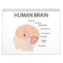 Search for brain office supplies Mental