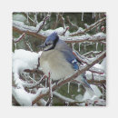Search for blue jay magnets Birds