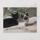 Search for cute cowboy postcards Kitten