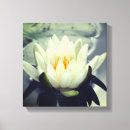 Search for lotus flower canvas prints Water lily
