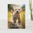 Search for wheaten terrier Dogs