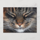 Search for cute fun postcards Kitty