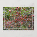 Search for apple tree horizontal postcards Farm
