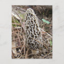 Search for morels postcards Foraging