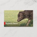 Search for cattle business cards Farm