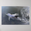 Search for cute dolphin posters Water