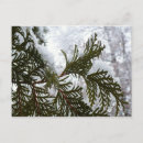 Search for evergreen postcards Pine