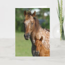 Search for appaloosa horse cards Standing