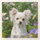 Search for funny dog coasters Chihuahua