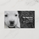 Search for sitting photography Dog