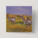 Search for antelopes badges Wildlife