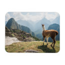 Search for llama magnets Andes