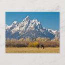 Search for ranch postcards Grand teton national park