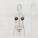 Search for body vertical postcards Medicine