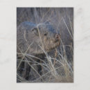 Search for hogs postcards Wildlife