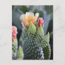 Search for bloom vertical postcards Yellow