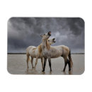Search for stallions magnets Ranch