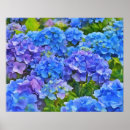 Search for blue hydrangea art Flower