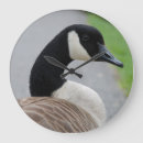 Search for goose clocks Waterfowl