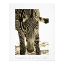 Search for zebra photo posters Animals