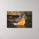 Search for robin bird canvas prints Songbird
