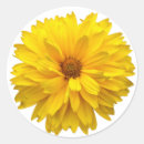 Search for yellow chrysanthemums stickers Flowers