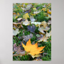 Search for colored leaf posters Leaves