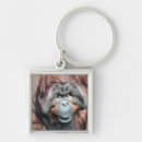 Search for orangutan key rings Animals