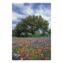 Search for bluebonnet art Paintbrush