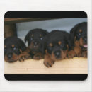 Search for rotty mouse mats Dogs