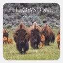 Search for yellowstone bison stickers Buffalo