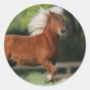 Search for miniature horses stickers Standing