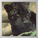 Search for jaguar panther posters Big cat