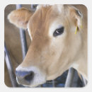 Search for dairy cow stickers Agriculture