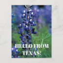 Search for texas bluebonnet postcards Floral