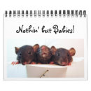 Search for baby dumbo Rats