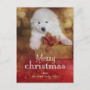 Search for samoyed puppy postcards Adorable