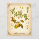 Search for crab apple postcards Vintage