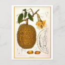 Search for botanical postcards Vintage