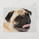 Search for pug postcards Animal